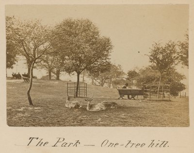 Il Parco - One Tree Hill, Greenwich da English Photographer