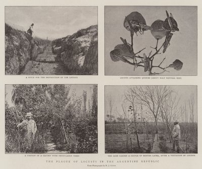 La piaga delle locuste nella Repubblica Argentina da English Photographer