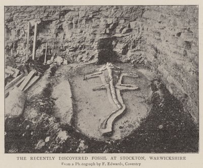 Il fossile recentemente scoperto a Stockton, Warwickshire da English Photographer