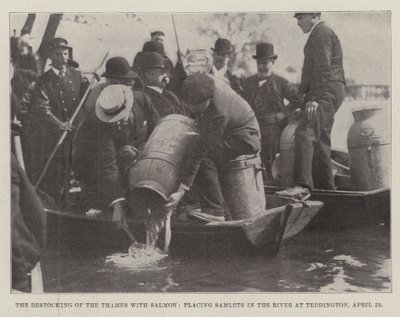 Il ripopolamento del Tamigi con salmoni, immissione di salmoni nel fiume a Teddington, 23 aprile da English Photographer