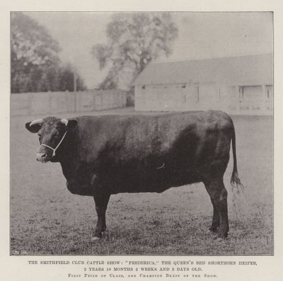 Mostra del Bestiame del Club di Smithfield, Frederica, la Giovenche Rossa Shorthorn della Regina, 2 Anni 10 Mesi 2 Settimane e 3 Giorni da English Photographer