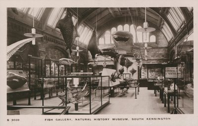 Museo Victoria e Albert, South Kensington, Londra, galleria dei pesci da English Photographer