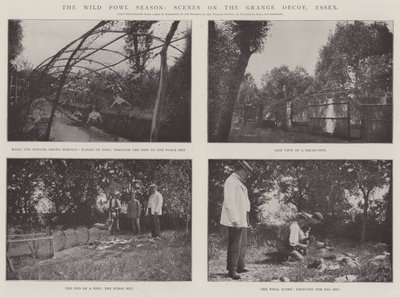 La stagione degli uccelli selvatici, scene sul Grange Decoy, Essex da English Photographer