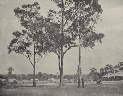 Toongabbie da English Photographer