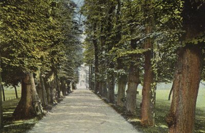 Trinity College, il Viale da English Photographer