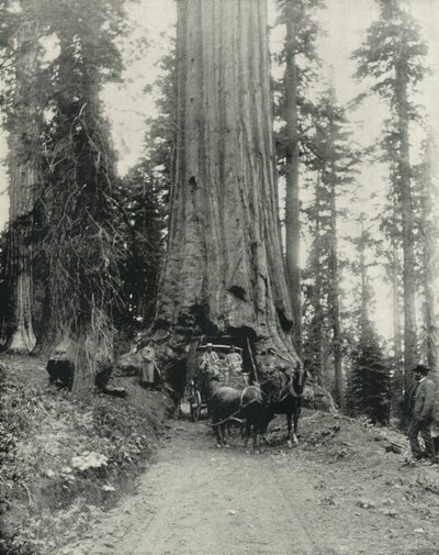 "Wawona" Grande Albero, Mariposa Grove, California da English Photographer