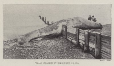 Balena arenata a Birchington-on-Sea da English Photographer