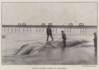 Balena arenata a Boscombe da English Photographer