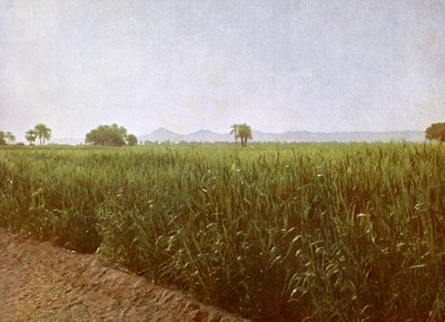 Campo di grano vicino a Luxor, Egitto da English Photographer