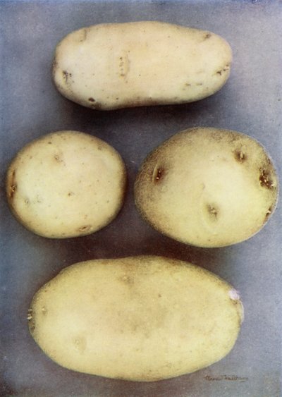 Patate bianche (foto a colori) da English Photographer
