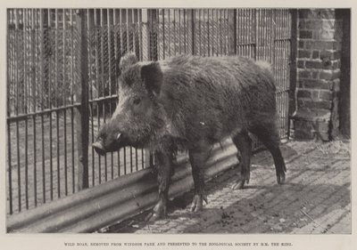Cinghiale, rimosso dal Windsor Park e presentato alla Società Zoologica da SM il Re da English Photographer