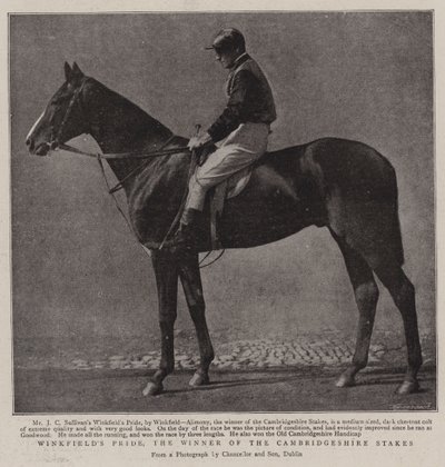 Winkfields Pride, il vincitore delle Cambridgeshire Stakes da English Photographer