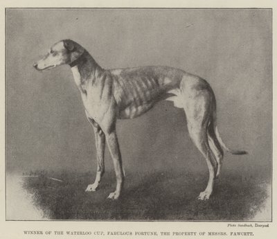 Vincitore della Waterloo Cup, Fabulous Fortune, proprietà dei signori Fawcett da English Photographer