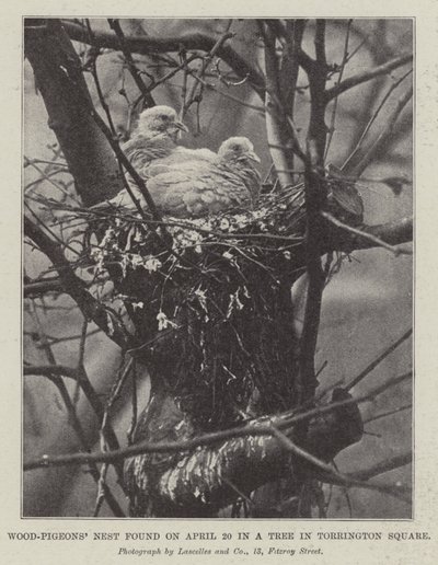 Nido di piccioni selvatici trovato il 20 aprile in un albero a Torrington Square da English Photographer