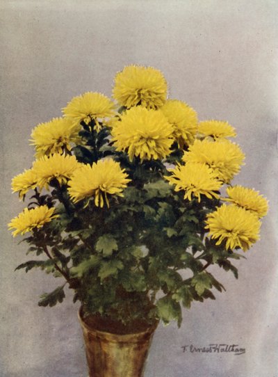 Capriccio giallo di Printemps da English Photographer