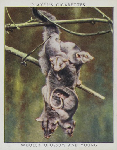 Cuccioli dello zoo: Opossum lanoso e piccolo da English Photographer