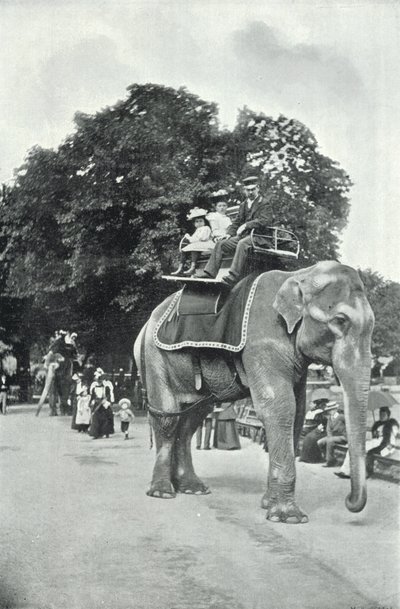 Giardini zoologici, bambini che cavalcano gli elefanti da English Photographer
