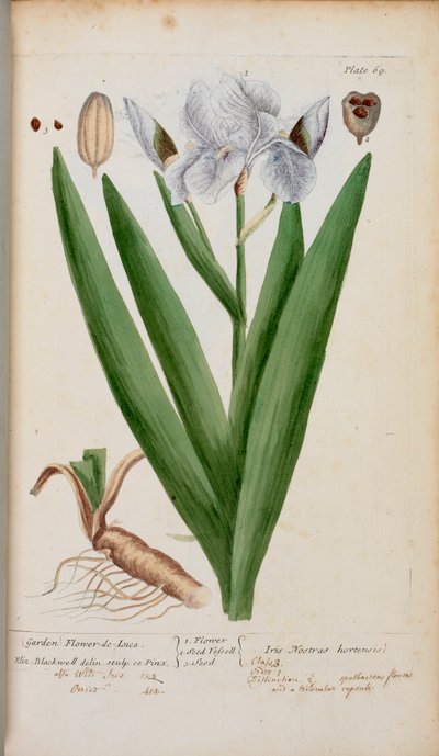 Fiore-de-Luce. Un