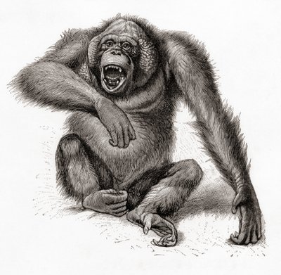 Un orango del Borneo, Pongo pygmaeus, anche scritto orang-utan, orangutang, o orang-utang. Da Meyers Lexicon, pubblicato nel 1924 da English School