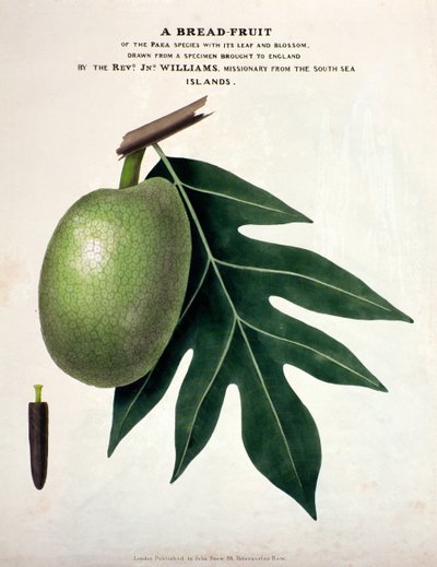 Un frutto del pane, c.1825 da English School