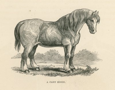 Un cavallo di carro (incisione) da English School