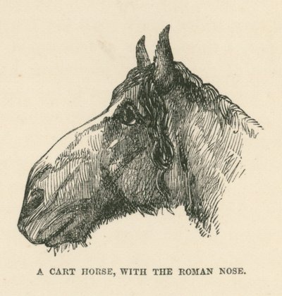 Un cavallo da carro, con il naso romano (incisione) da English School
