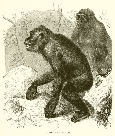 Una famiglia di gorilla da English School