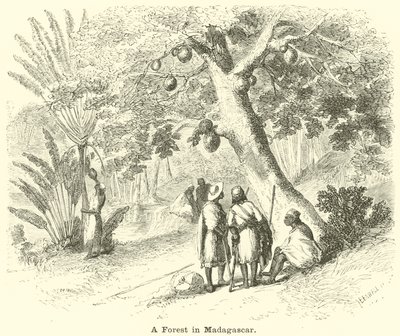 Una foresta in Madagascar da English School