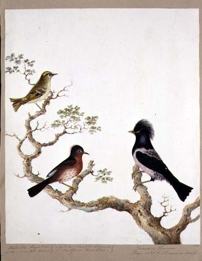 Un Regolo Crestato Dorato, una Sterpazzola di Dartford e un Tordo o Merlo Colorato di Rosa, 1824 da English School