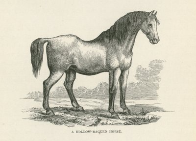 Un cavallo a pelo corto (incisione) da English School