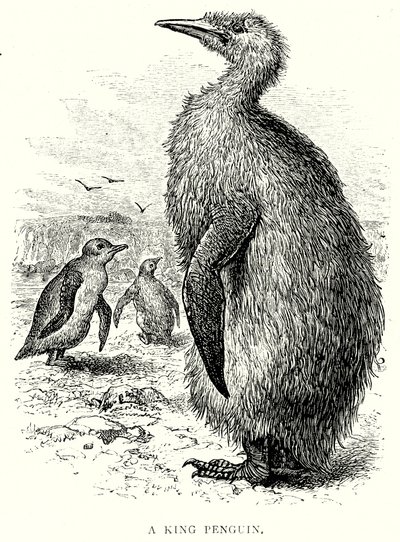 Un pinguino reale (incisione) da English School