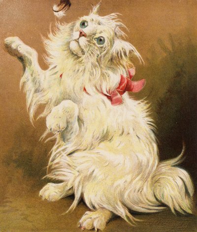 Un gatto persiano da English School