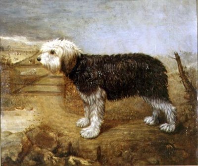 Un cane da pastore, campi oltre da English School