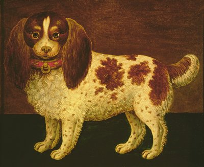 Un Spaniel da English School