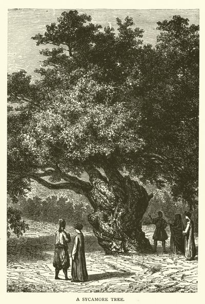 Un Albero di Sicomoro (incisione) da English School