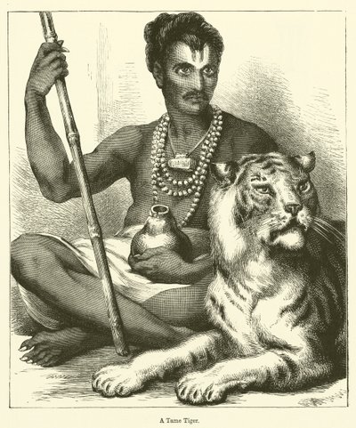Una tigre addomesticata (incisione) da English School