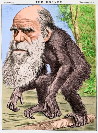 "Un venerabile orangotango", una caricatura di Charles Darwin come scimmia da English School