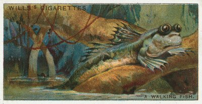 Un Pesce Camminante da English School
