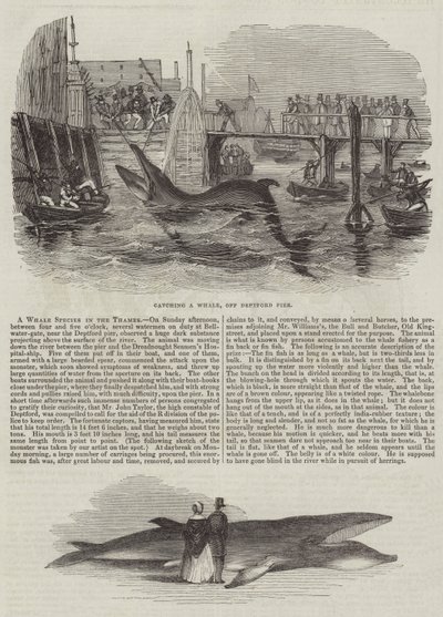 Una specie di balena nel Tamigi (incisione) da English School