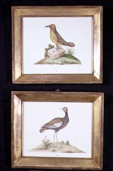 Un Picchio e un Gallo Cedrone, c.1800 da English School
