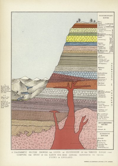 Una sezione diagrammatica che mostra l