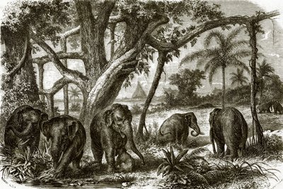 Una foresta a Ceylon da English School