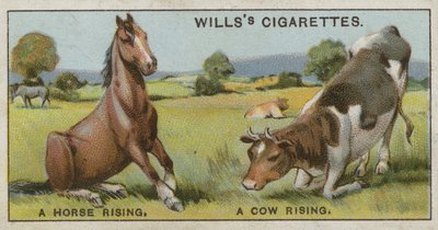 Un cavallo che si alza e una mucca che si alza da English School