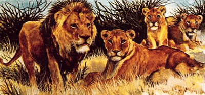 Un branco di leoni da English School