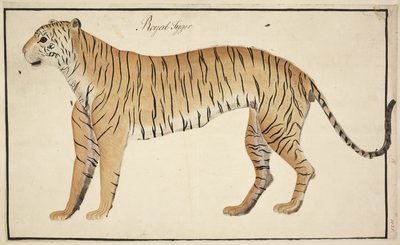 Una tigre reale dalla collezione del Serfagee di Tanjore da English School
