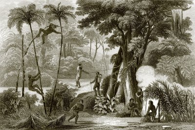 Una scena nella foresta brasiliana da English School