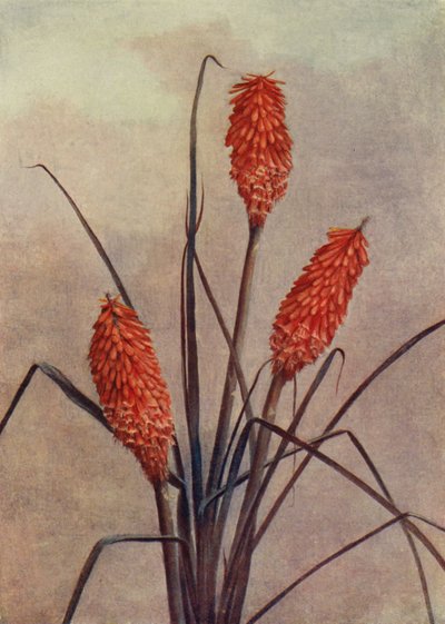Un magnifico Fiore di Torcia, Kniphofia Corallina Superba da English School
