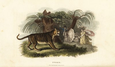 Una tigre, Panthera tigris, spaventata da una donna inglese che agita un ombrello da English School
