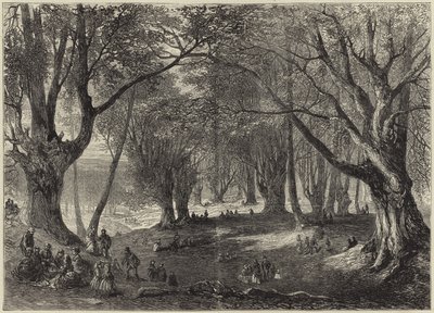 Una vista nella foresta di Epping da English School