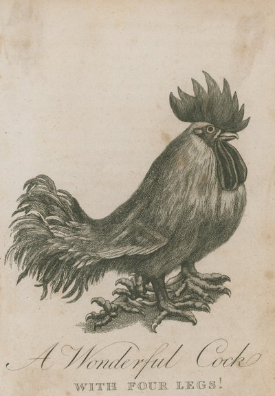 Un gallo meraviglioso con quattro zampe da English School